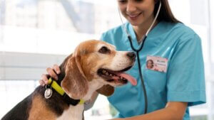 Veterinária no Canadá